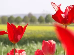 Tulpen im Münsterland